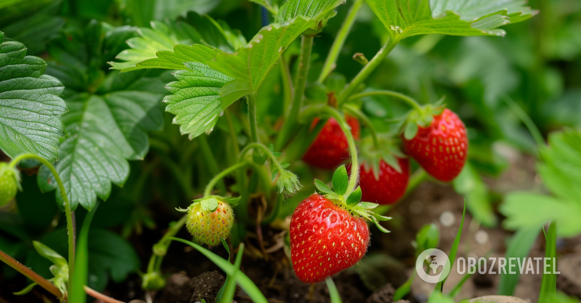 Strawberry harvest will be five times bigger: what to feed the bushes with in spring