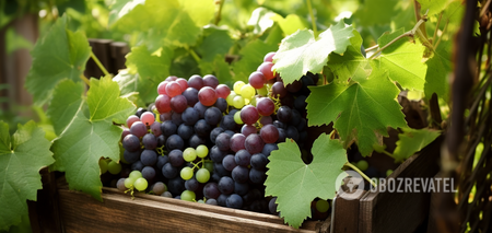 Never get along: what plants should not be planted near grapes