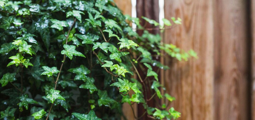 Ефективні лайфхаки для знищення плюща на садовій ділянці