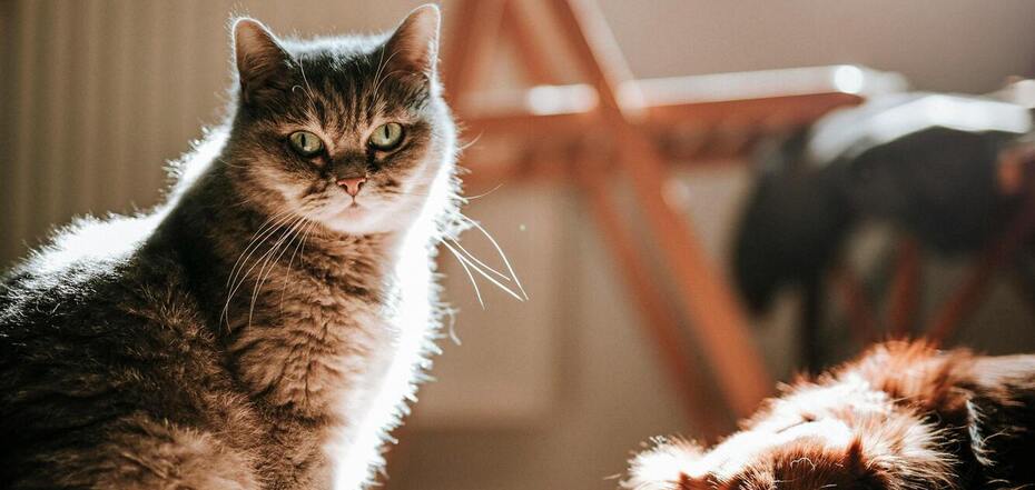 Как правильно заботиться о здоровье домашних питомцев