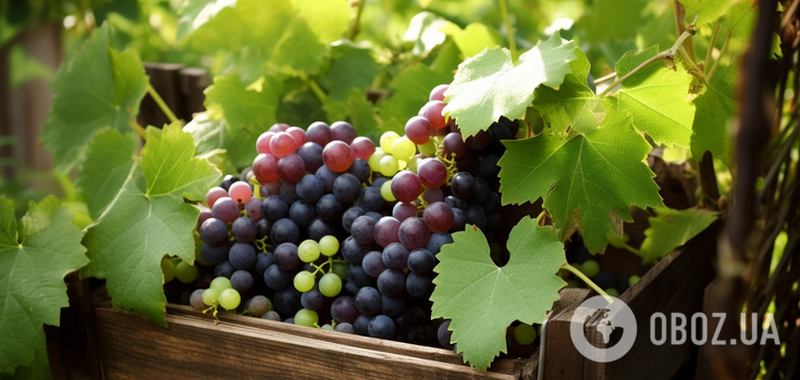 Never get along: what plants should not be planted near grapes