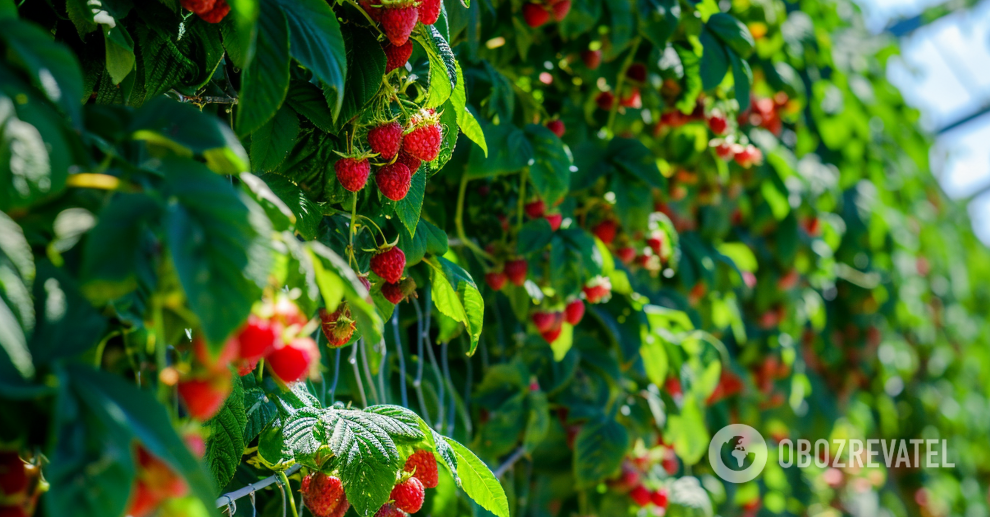 You should definitely fertilize raspberries in May: experienced gardeners share a recipe