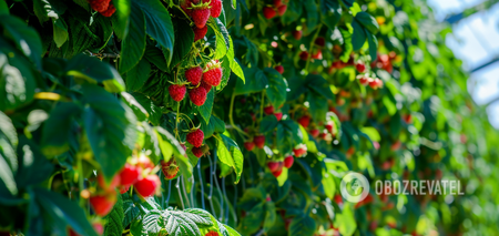 You should definitely fertilize raspberries in May: experienced gardeners share a recipe