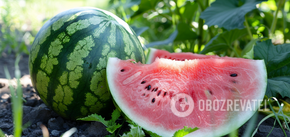 Watermelons will be very large and sweet: the ideal place for them in the garden has been named