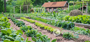 Jak zwiększyć plony wszystkich warzyw w ogrodzie: istnieje prosty sposób