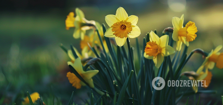 What to do with daffodils when the flowering season is over: tips from experienced gardeners