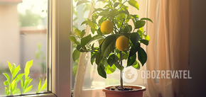 How to grow a lemon from seed: simple instructions