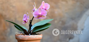 Why the orchid does not bloom: how to stimulate the 'queen of the windowsill'