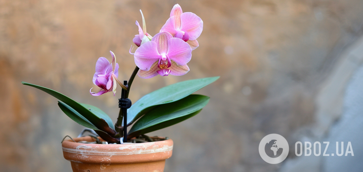 Why the orchid does not bloom: how to stimulate the "queen of the windowsill"