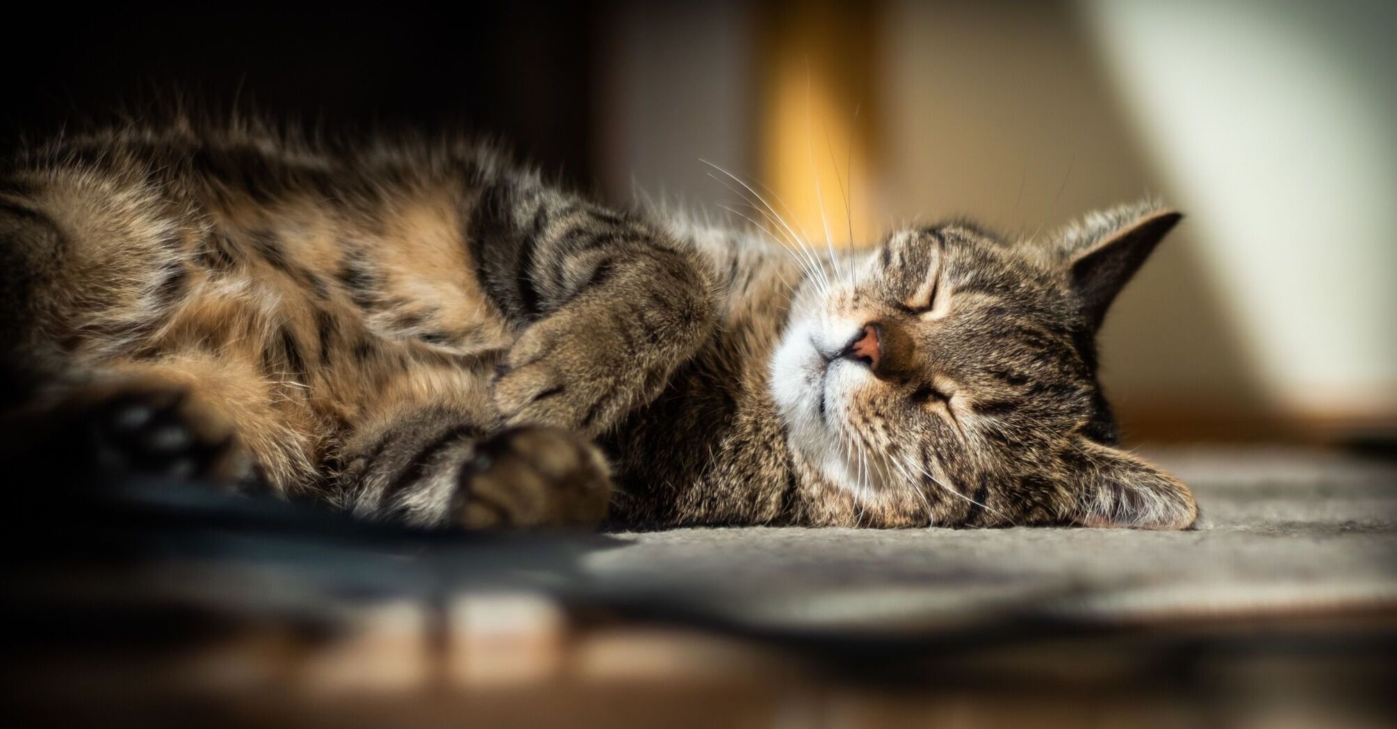 Почему коты предпочитают спать рядом с человеком: 3 причины