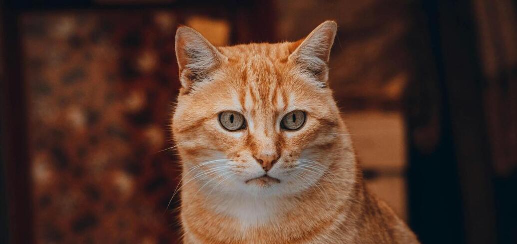 Приметы о рыжих котах