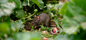 How to get rid of rats in the garden without chemicals: two products from the kitchen will help