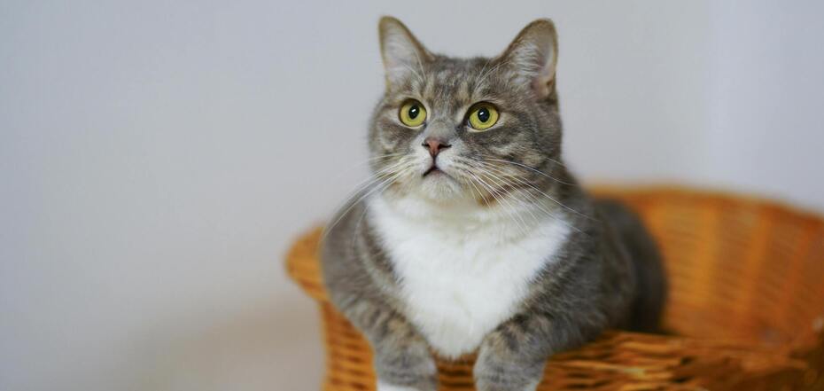 Поради, чому не можна регулярно давати коту рибу