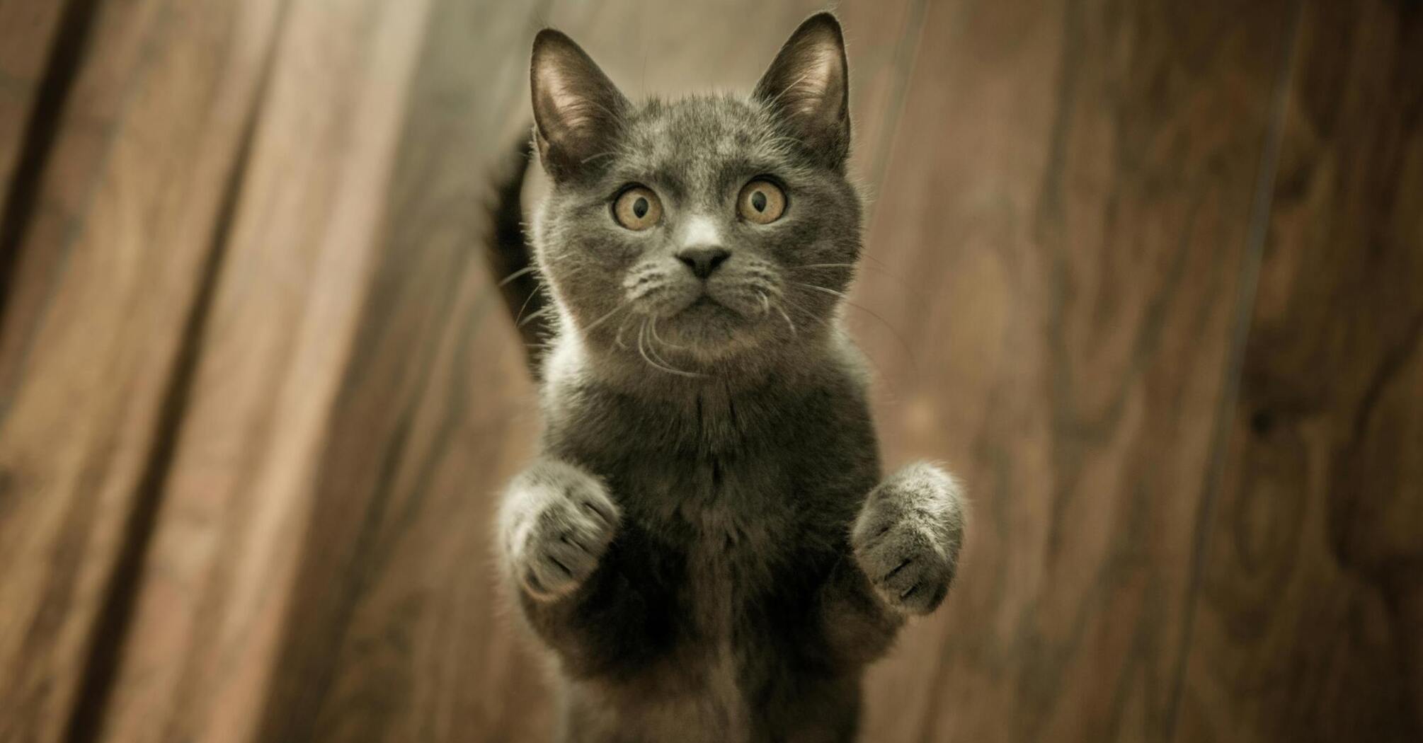 Советы, как сделать кота счастливым