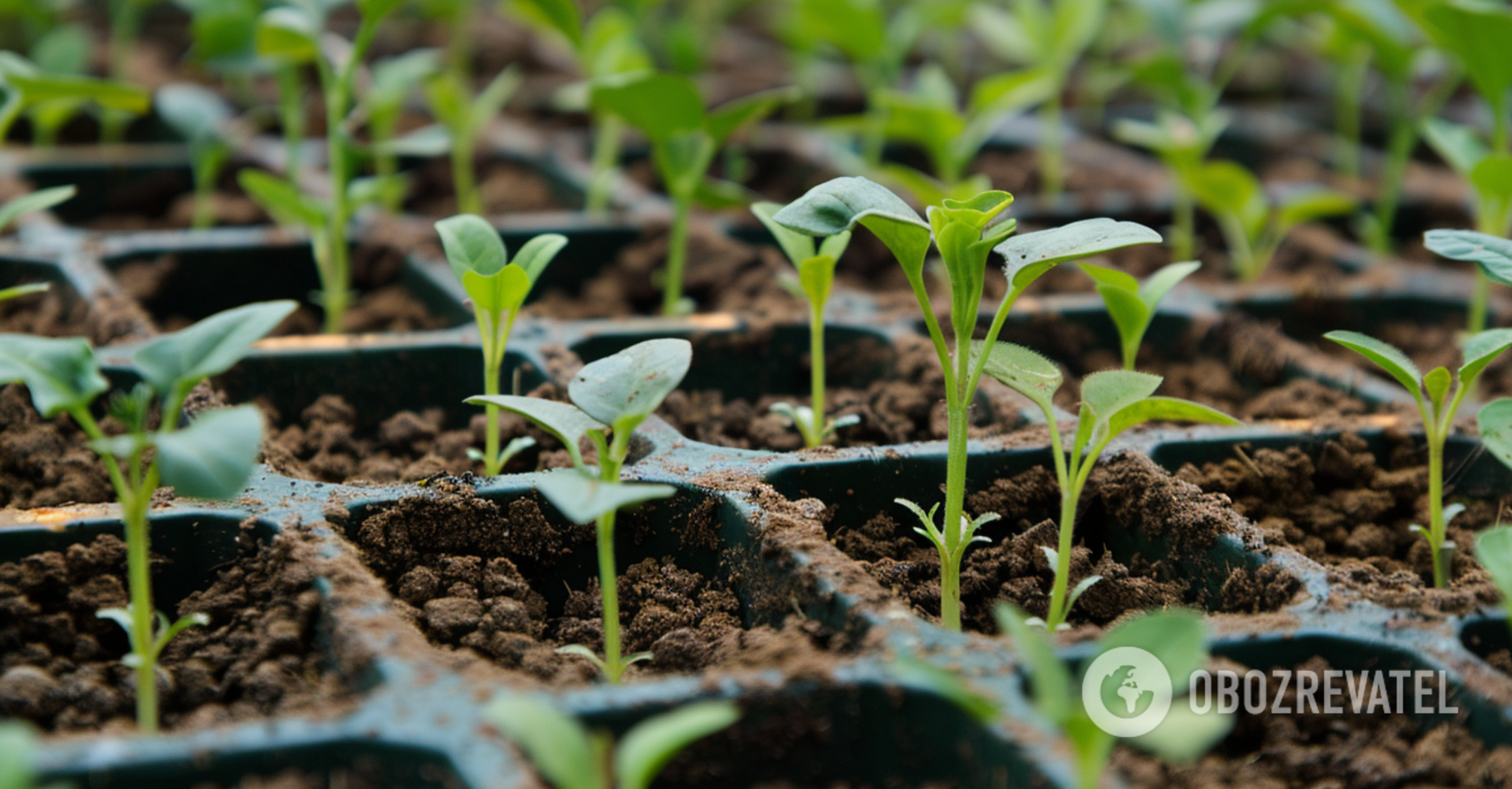 How to harden seedlings before planting: tips from experienced gardeners