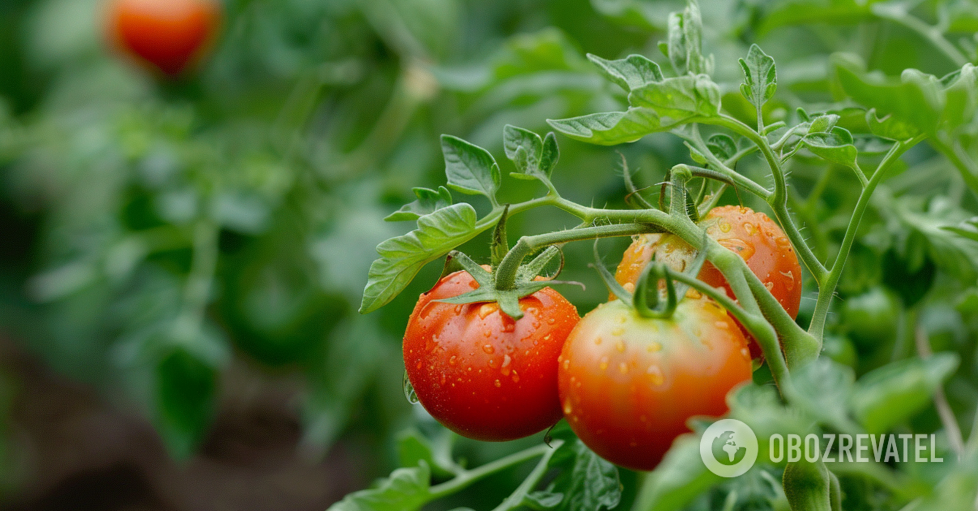 How to properly water tomatoes in the greenhouse and in the garden: a mistake can destroy the crop
