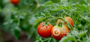 Jak prawidłowo podlewać pomidory w szklarni i w ogrodzie: błąd może zniszczyć plony