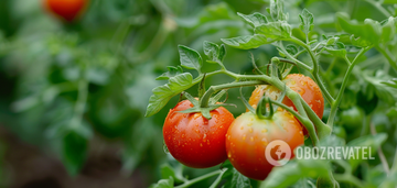 How to properly water tomatoes in the greenhouse and in the garden: a mistake can destroy the crop