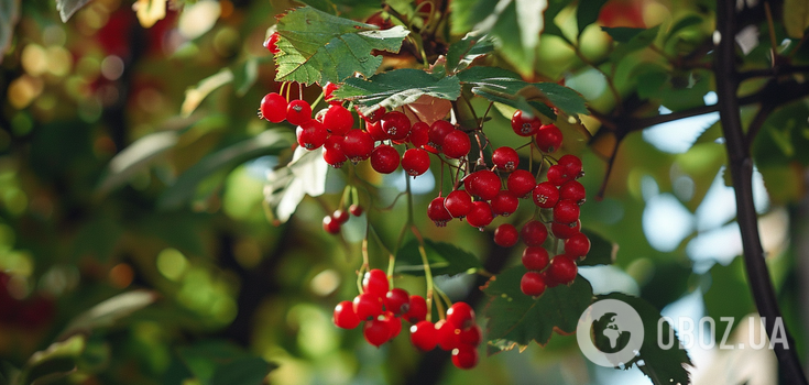 Where to plant viburnum: what conditions are suitable for the bush