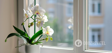 Can you prune orchid shoots after flowering: an explanation for beginners