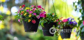 How to decorate a yard to the envy of all neighbors: the best flowers for hanging pots