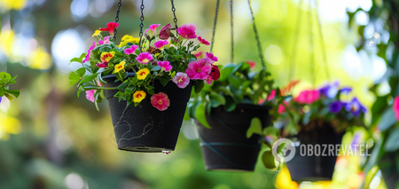 How to decorate a yard to the envy of all neighbors: the best flowers for hanging pots