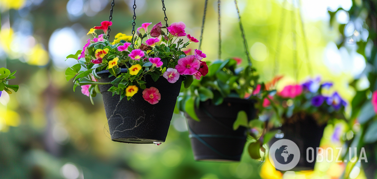 How to decorate a yard to the envy of all neighbors: the best flowers for hanging pots