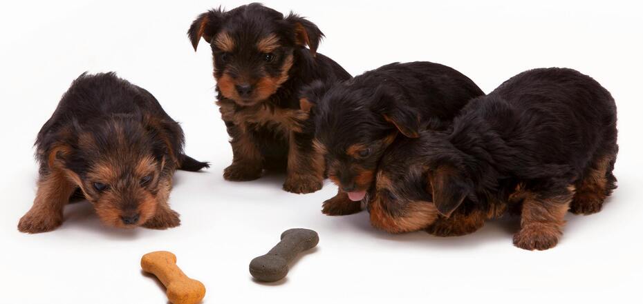 Советы для собаки