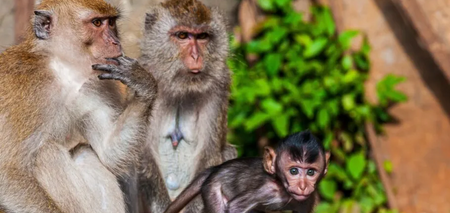 Внезапная атака обезьян на туристов: шокирующие кадры с пляжа Пхи-Пхи в Таиланде