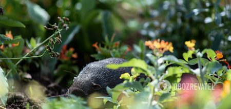 How to drive moles out of the summer house: effective tips