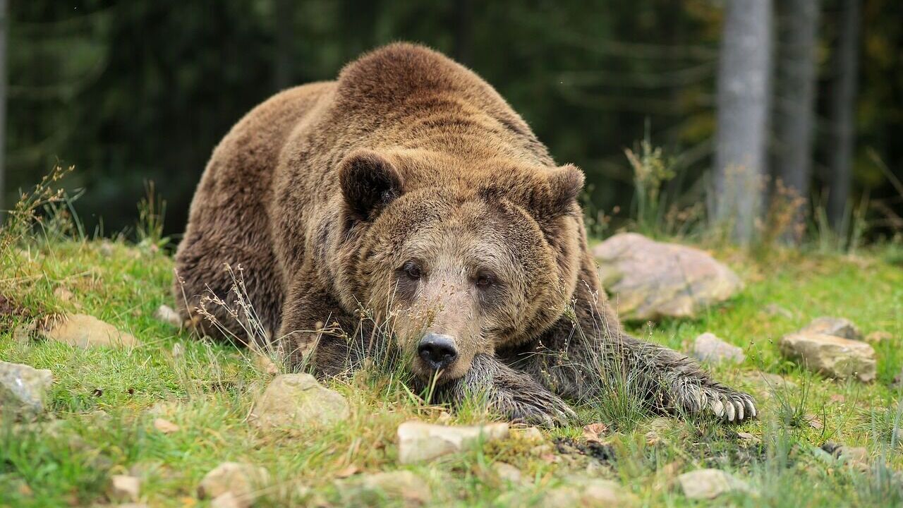 Kandydat do Nagrody Darwina: W Rumunii niedźwiedź zaatakował turystę, który chciał zrobić sobie z nim selfie. Wideo