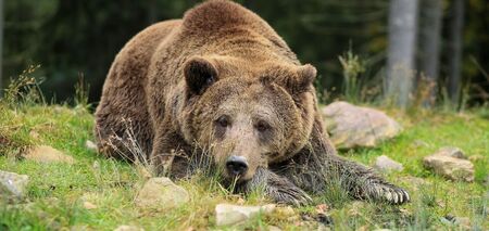 Kandydat do Nagrody Darwina: W Rumunii niedźwiedź zaatakował turystę, który chciał zrobić sobie z nim selfie. Wideo