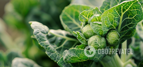 How to grow Brussels sprouts at home: all the secrets of experienced gardeners
