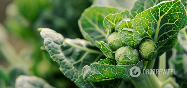How to grow Brussels sprouts at home: all the secrets of experienced gardeners