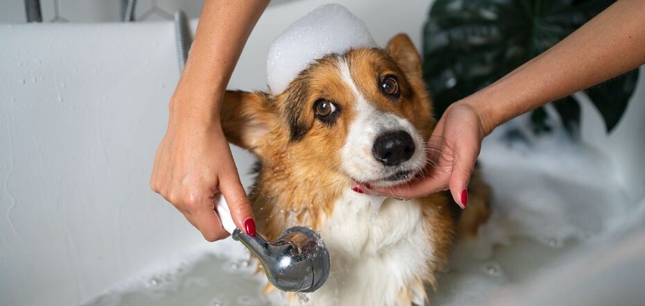 Сравнение шампуня и капель от блох