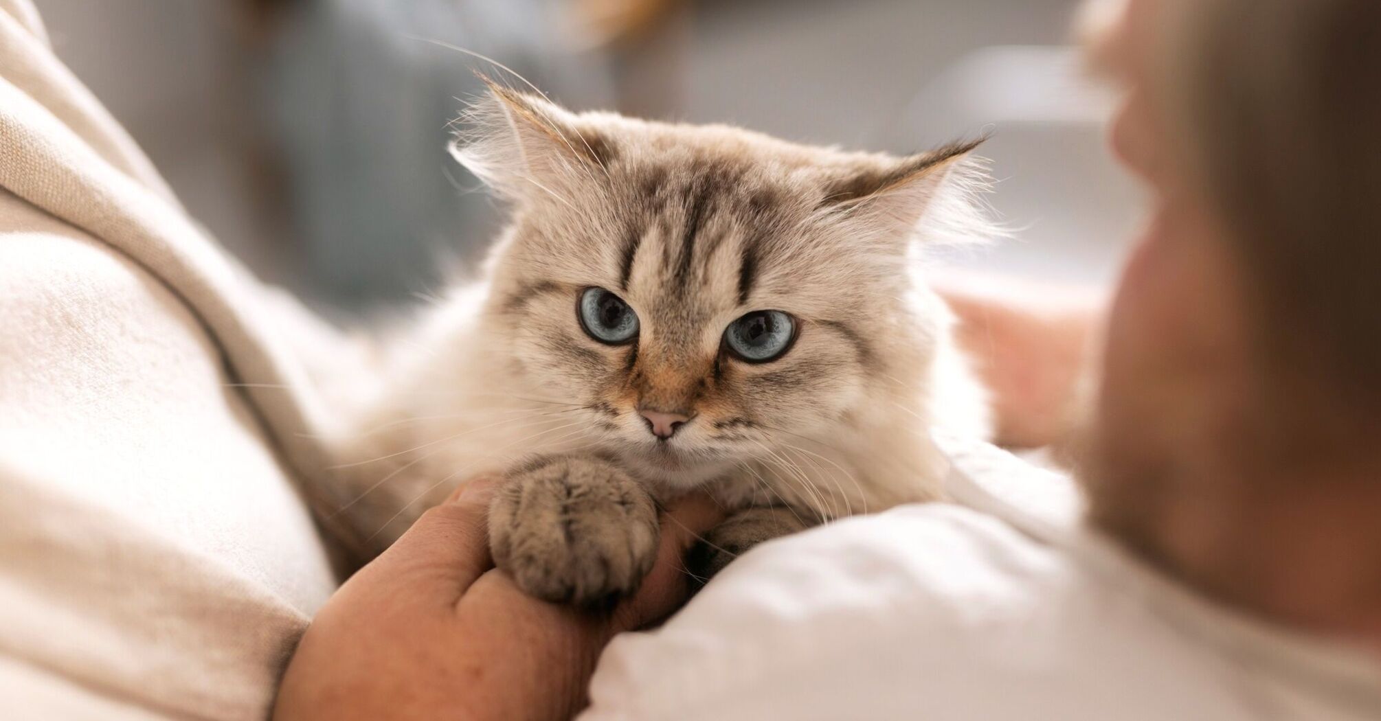 Кот трогает хозяина лапкой