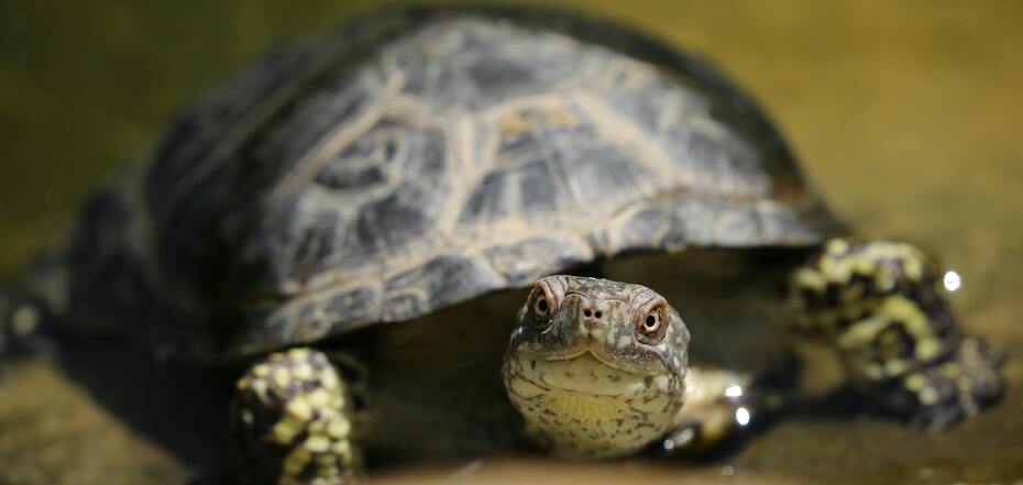 Плюси і мінуси черепах