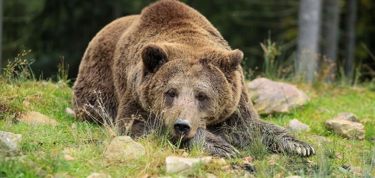 A perfect candidate for the Darwin Awards: a bear attacked a tourist in Romania who wanted to take a photo of it. Video