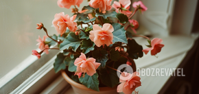 How to grow a luxurious bush rose in a pot: tips
