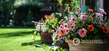 The whole street will smell the aroma: what flowers to plant in a flower bed for the summer
