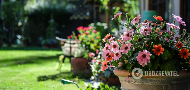 The whole street will smell the aroma: what flowers to plant in a flower bed for the summer