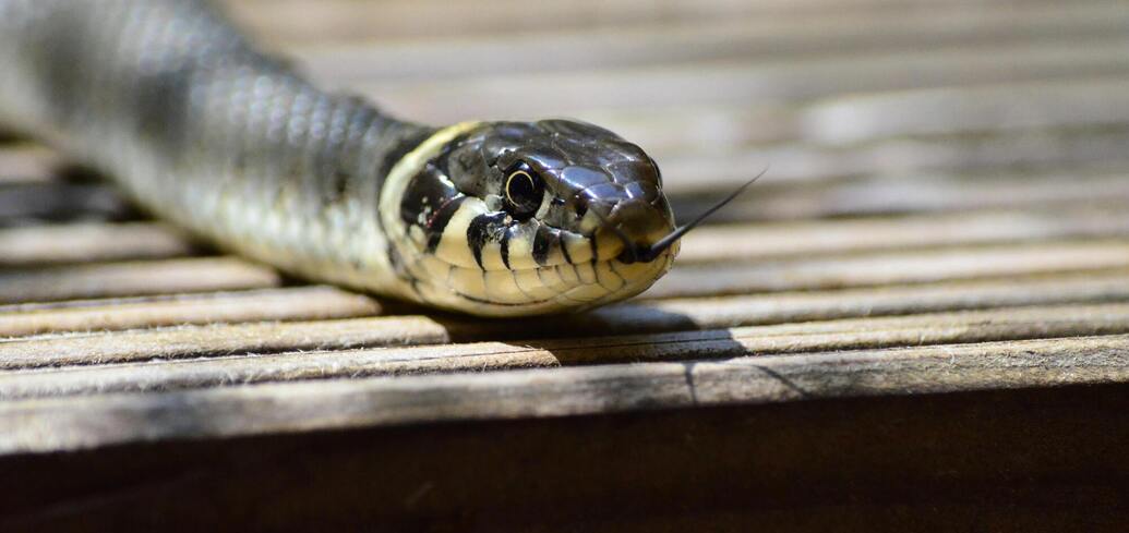 Захист дачної ділянки від змій