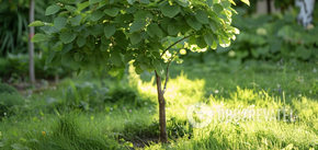 Climate-resistant and fragrant: how to plant and care for linden trees