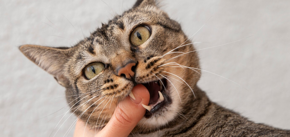 Через що кіт кусає власника
