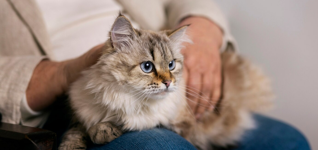 Причини, чому коти люблять спати на колінах