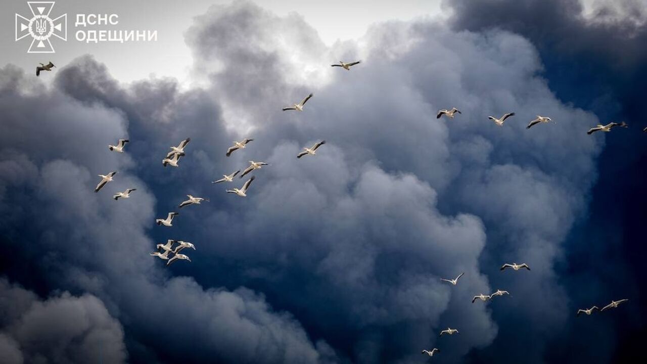 Nature also suffers from war. A photo of pelicans flying through the smoke from a rocket attack in Odesa region touched the web