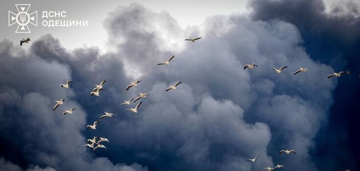 Nature also suffers from war. A photo of pelicans flying through the smoke from a rocket attack in Odesa region touched the web