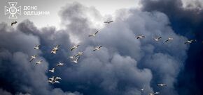 Natura również cierpi z powodu wojny. Zdjęcie pelikanów przelatujących przez dym po ataku rakietowym w regionie Odessy poruszyło sieć