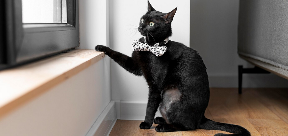 Через що коти підіймають лапу