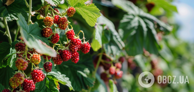 How to grow giant blackberry: rules of fertilizing and pruning